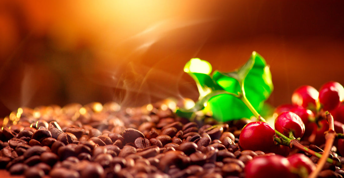 From the Himalayan Peaks to Your Cup: The Journey of Himalayan Coffee